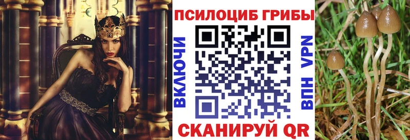 закладка  Ясногорск  Галлюциногенные грибы Psilocybine cubensis 